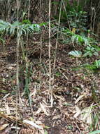 Image of arrow bamboo