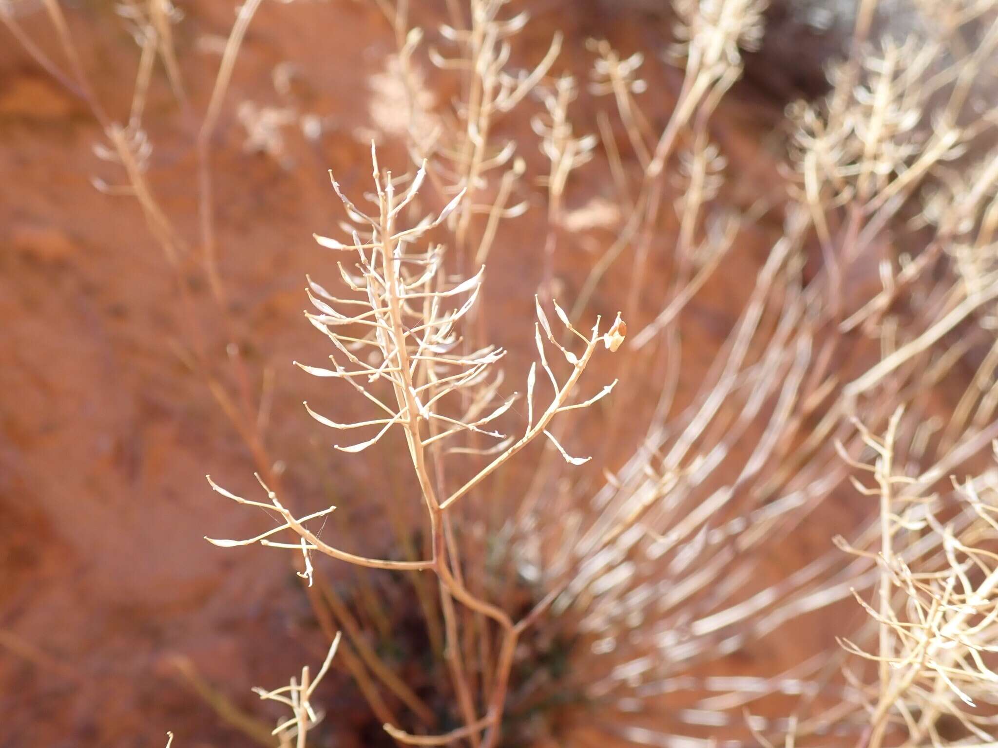 Image of mountain pepperweed