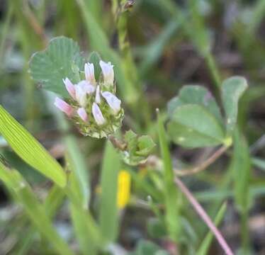 Image of thimble clover