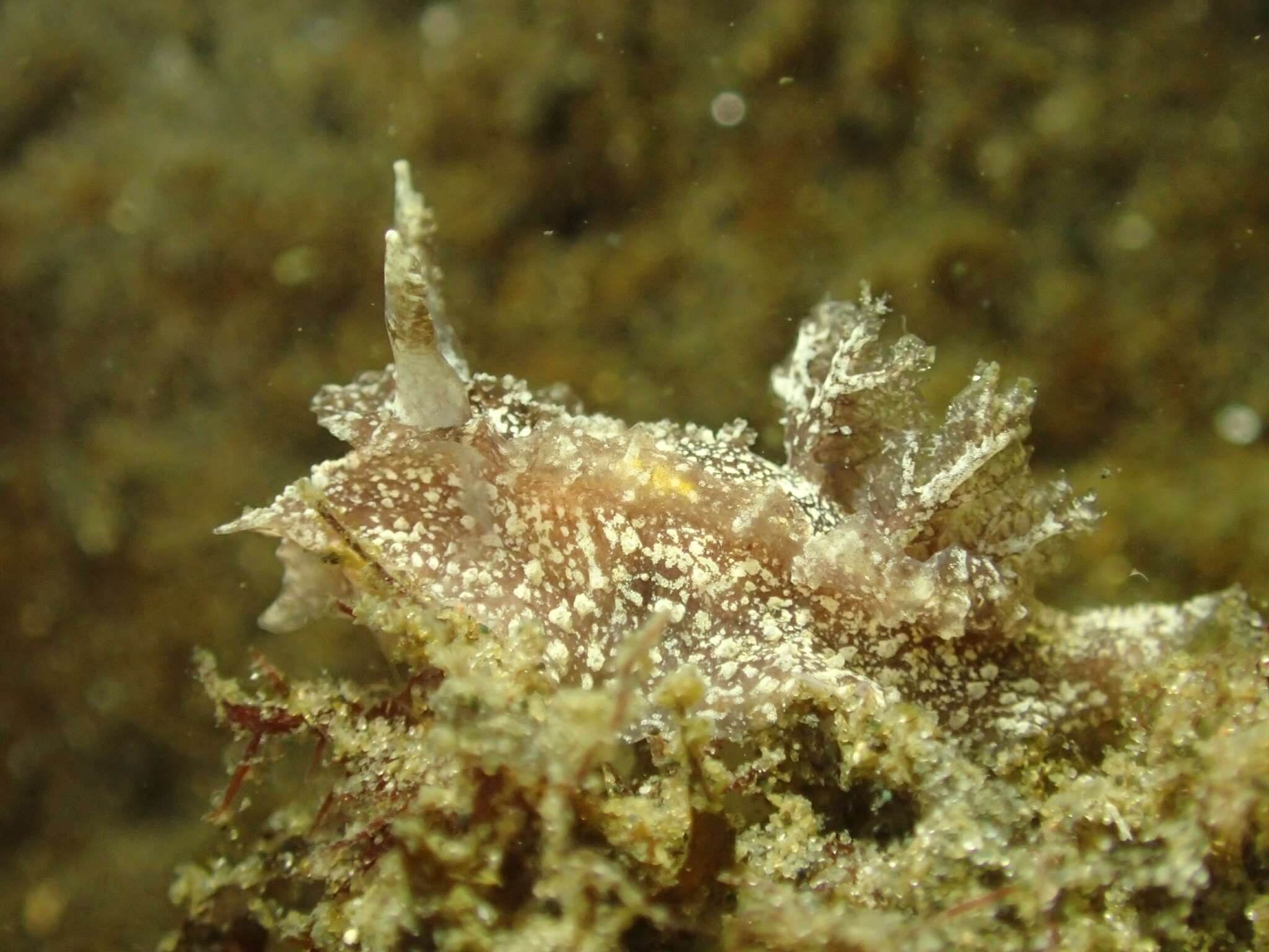 Image of Goniodoris castanea Alder & Hancock 1845