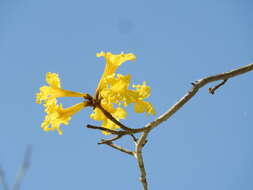 Image of Yellow trumpet tree