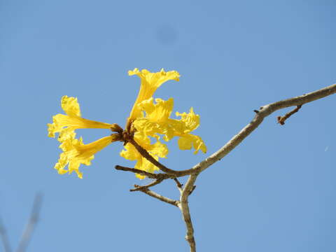 Image of Yellow trumpet tree