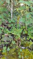 Image of hairy flowering fern