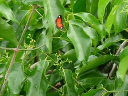 Image of Mesene leucophrys Bates 1868