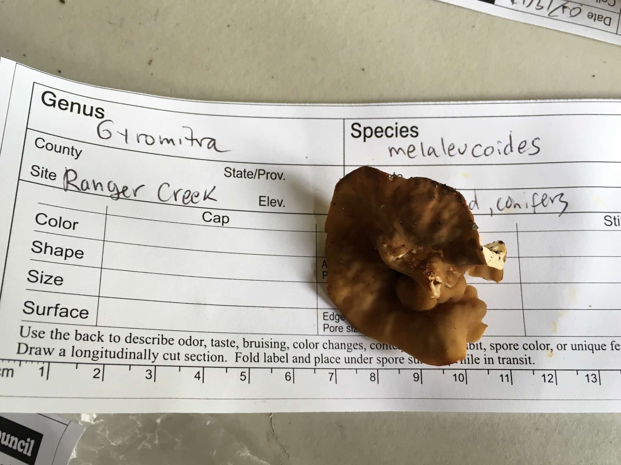 Imagem de Gyromitra melaleucoides (Seaver) Pfister 1980