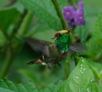 Image of Rufous-crested Coquette