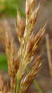 Image of Polypogon magellanicus (Lam.) Finot