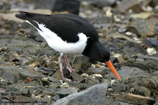 Image of Haematopus ostralegus osculans Swinhoe 1871