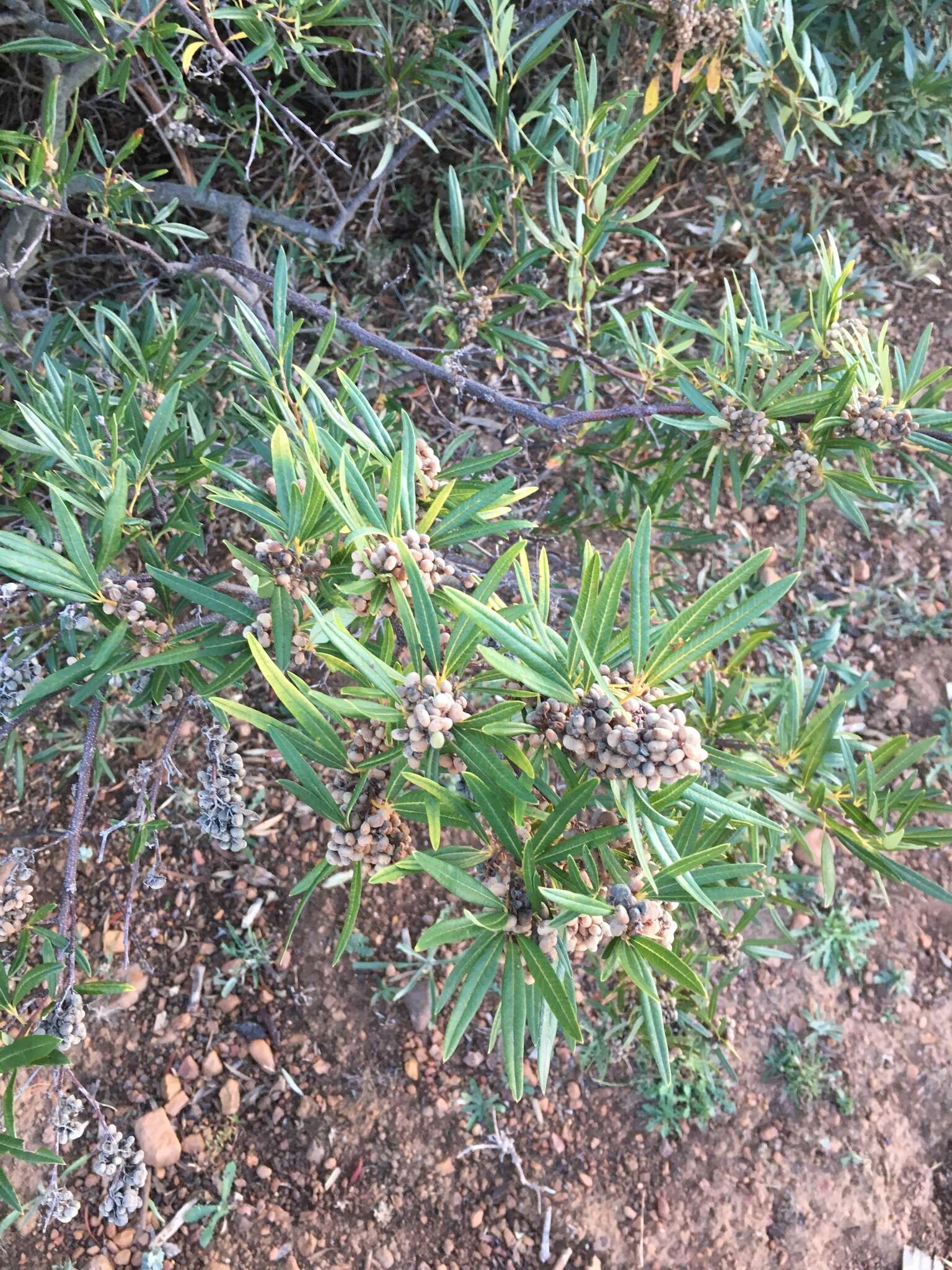 Слика од Searsia angustifolia (L.) F. A. Barkley