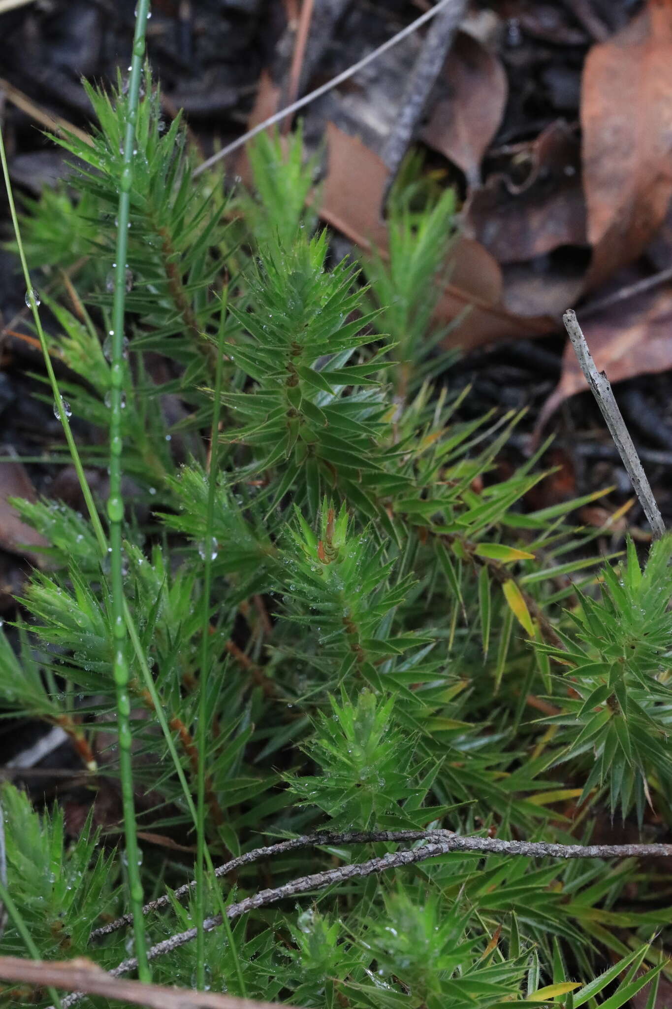 Imagem de Melichrus procumbens (Cav.) Druce