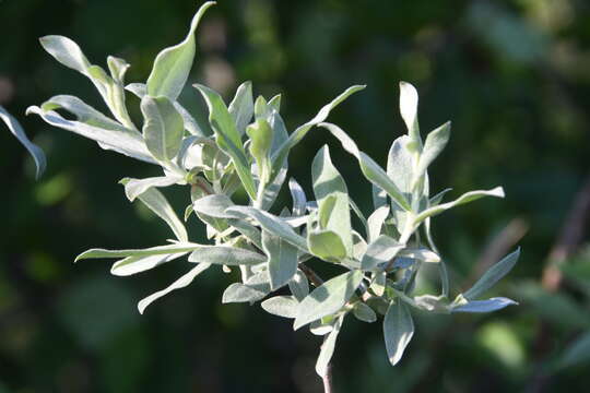 Image of Salix lapponum L.