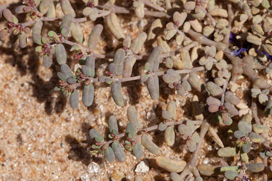 Euphorbia golondrina L. C. Wheeler resmi