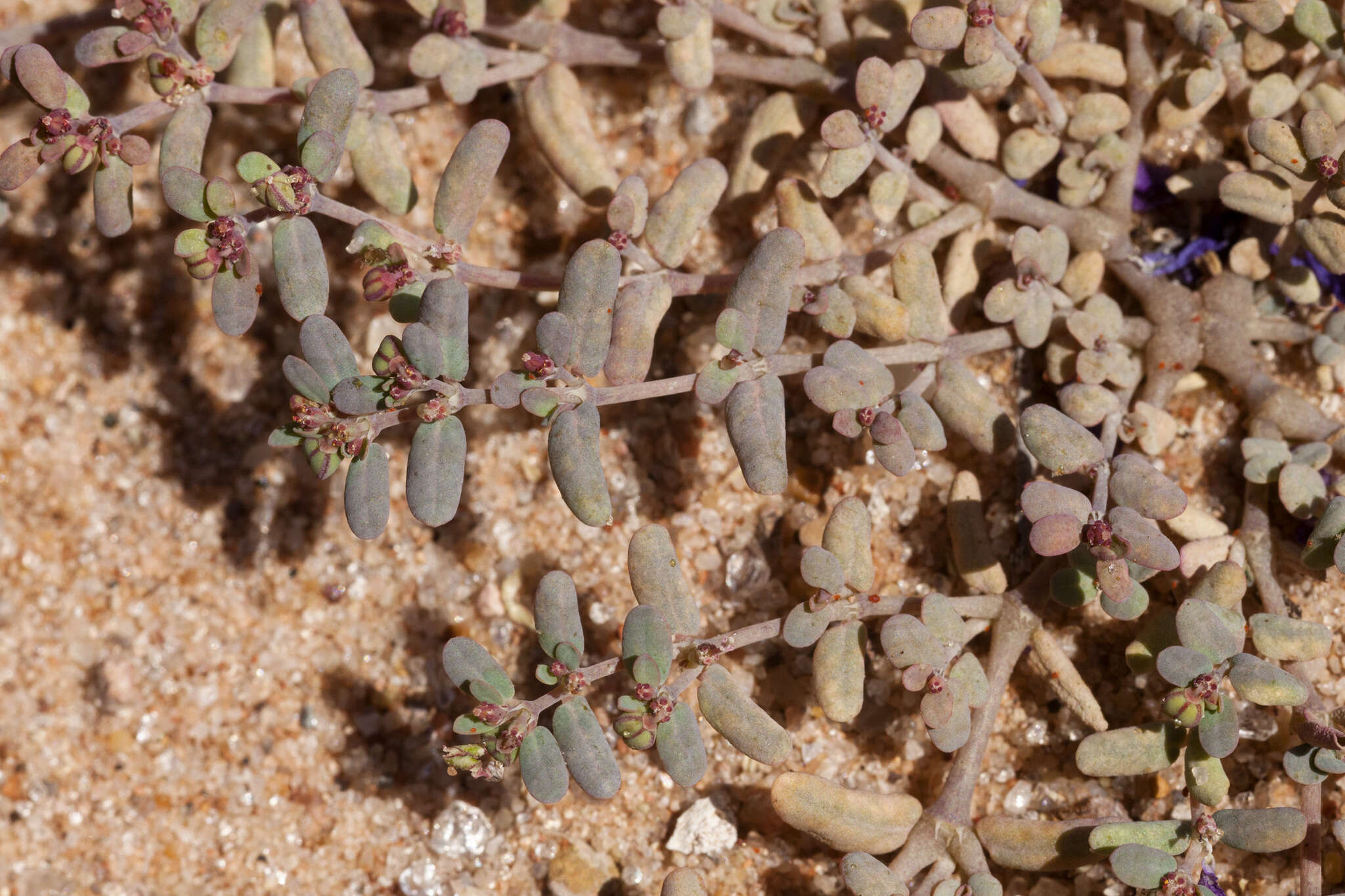 Image of boquillas sandmat