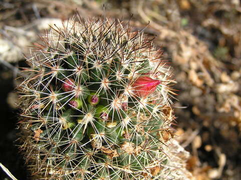 Image of Mammillaria nunezii (Britton & Rose) Orcutt