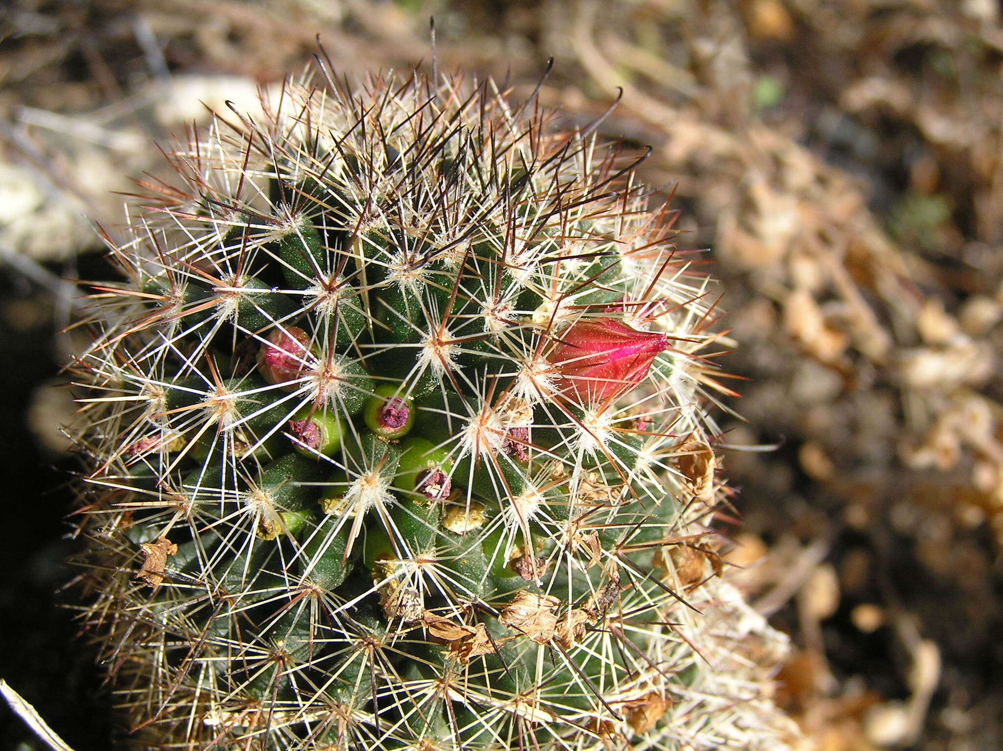 Image of Mammillaria nunezii subsp. nunezii