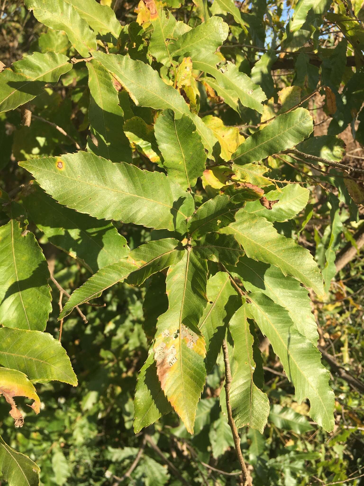 Image de Quercus acutissima Carruth.