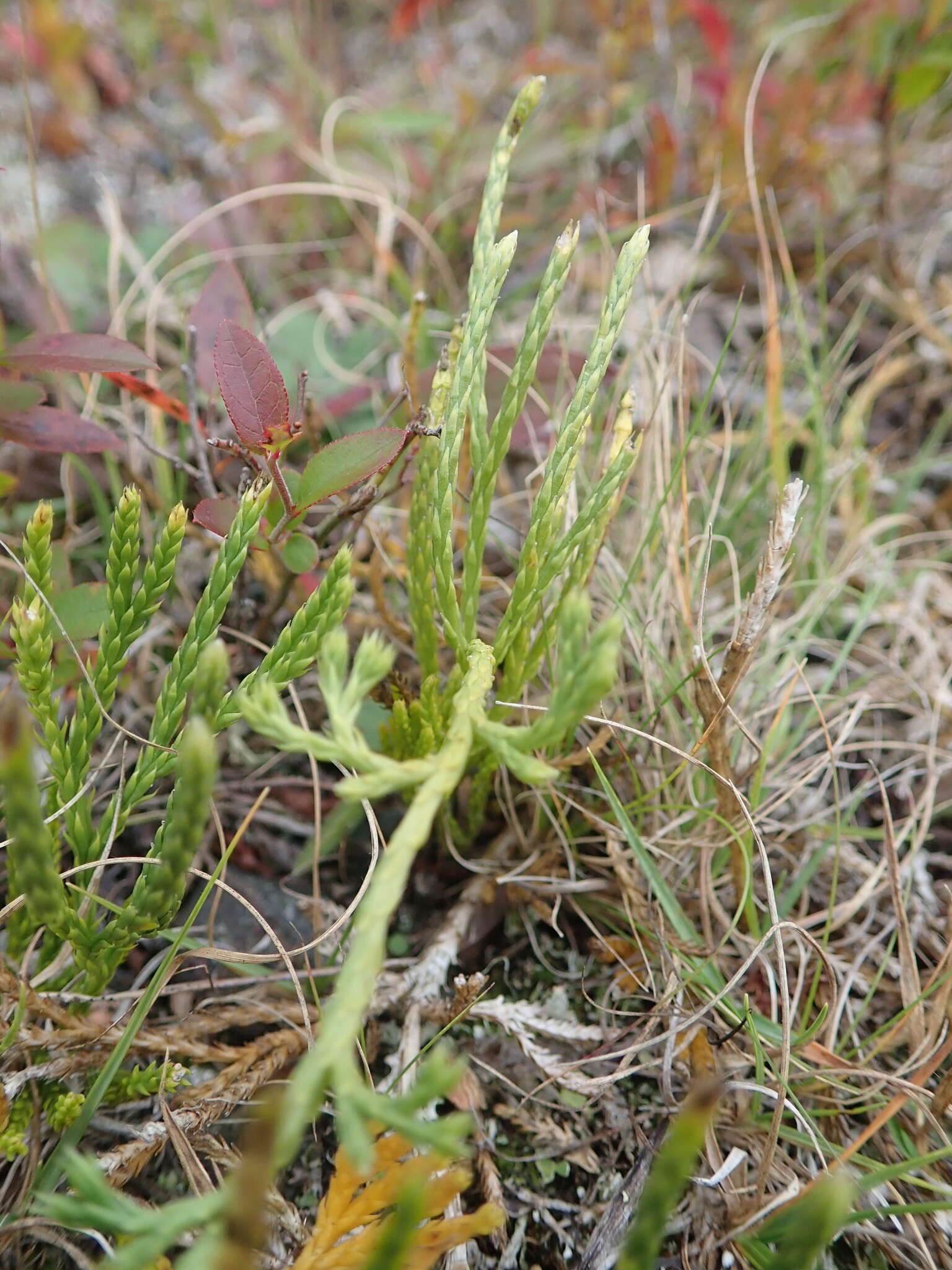 Imagem de Diphasiastrum sabinifolium (Willd.) Holub