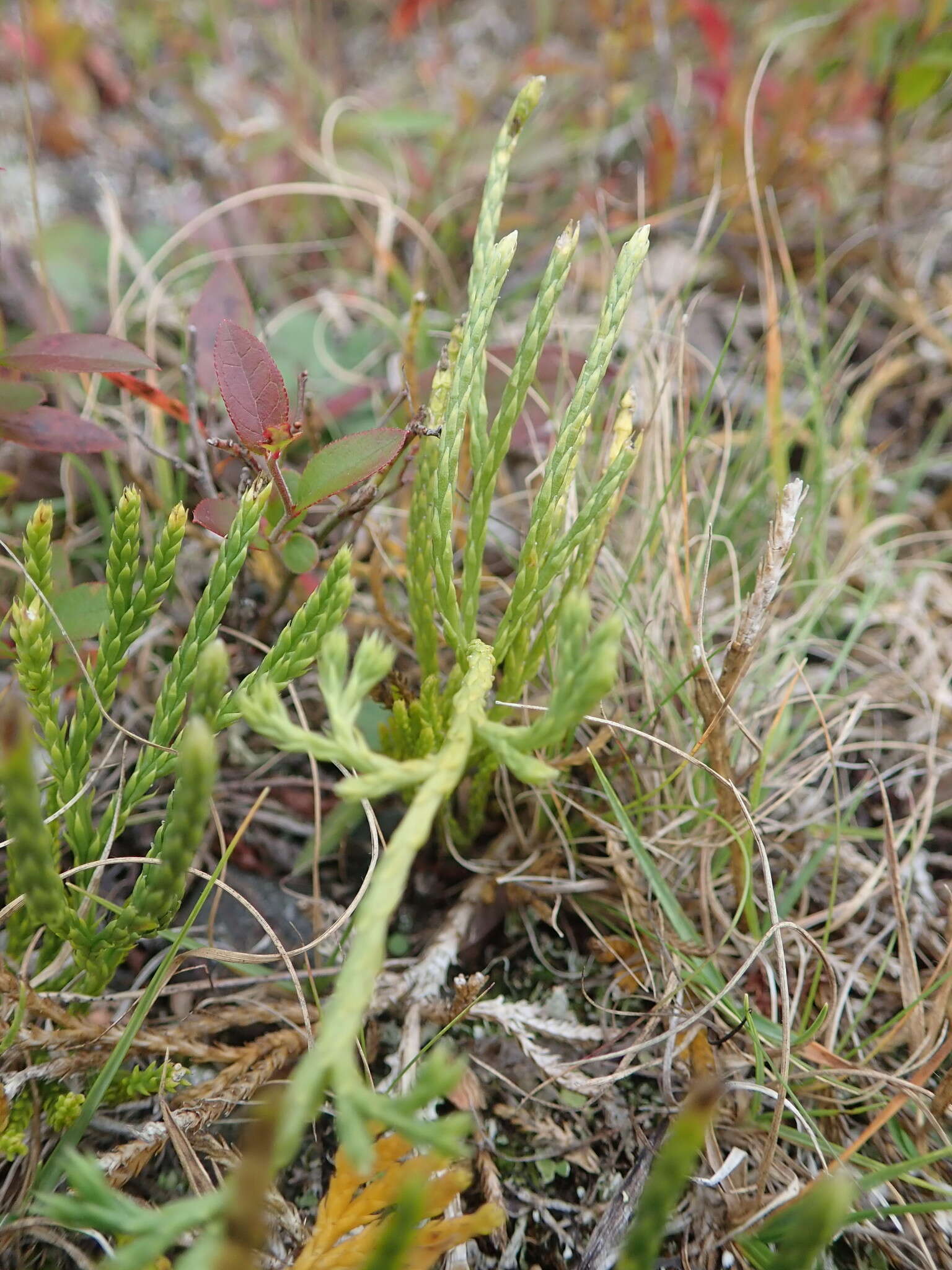 Image of savinleaf groundpine