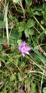 Imagem de Gentianella anisodonta (Borbás) A. & D. Löve