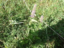 Imagem de Agastache foeniculum (Pursh) Kuntze