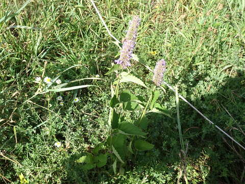 Image of blue giant hyssop