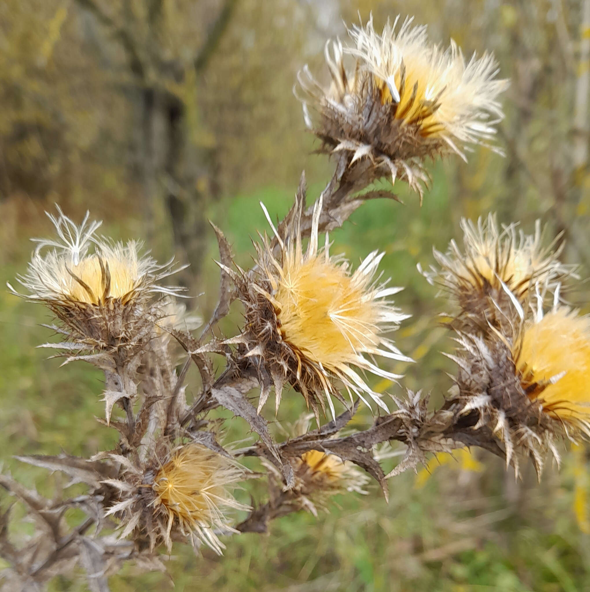 Image of Carlina biebersteinii subsp. brevibracteata (Andrae) K. Werner