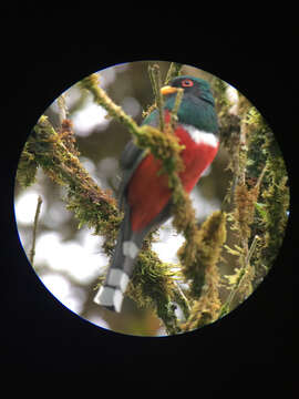 Image of Masked Trogon