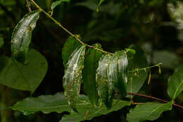 Image of Dracaena laxissima Engl.