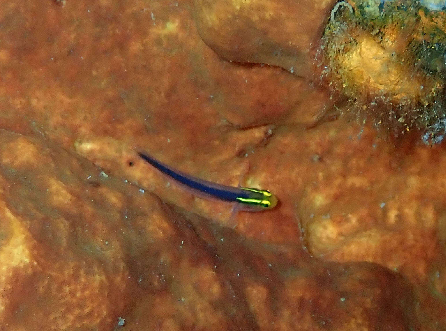 Image of Shortstripe Goby