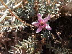 Image de Reaumuria alternifolia (Labill.) Britten