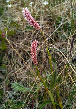 Image of Bistorta elliptica (Willd. ex Spreng.) Kom.