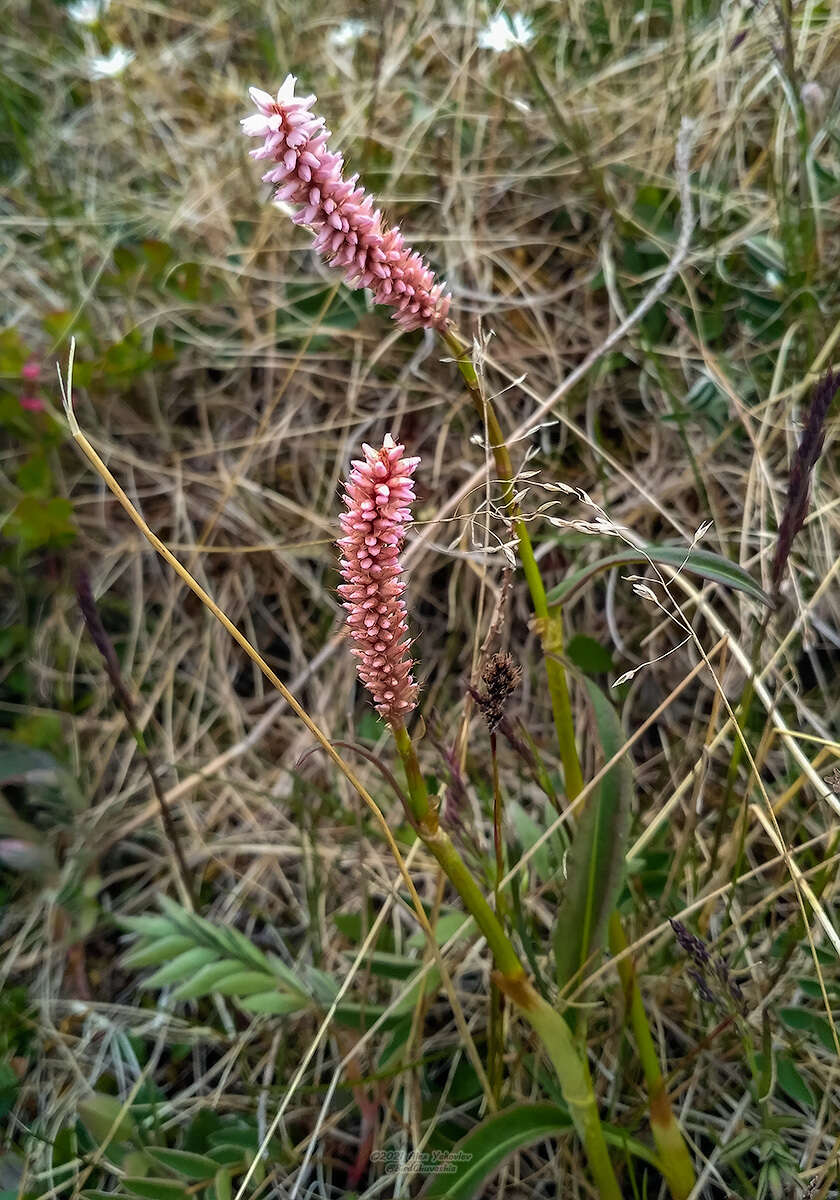 Imagem de Bistorta elliptica (Willd. ex Spreng.) Kom.