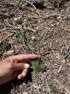 Imagem de Deschampsia elongata (Hook.) Munro