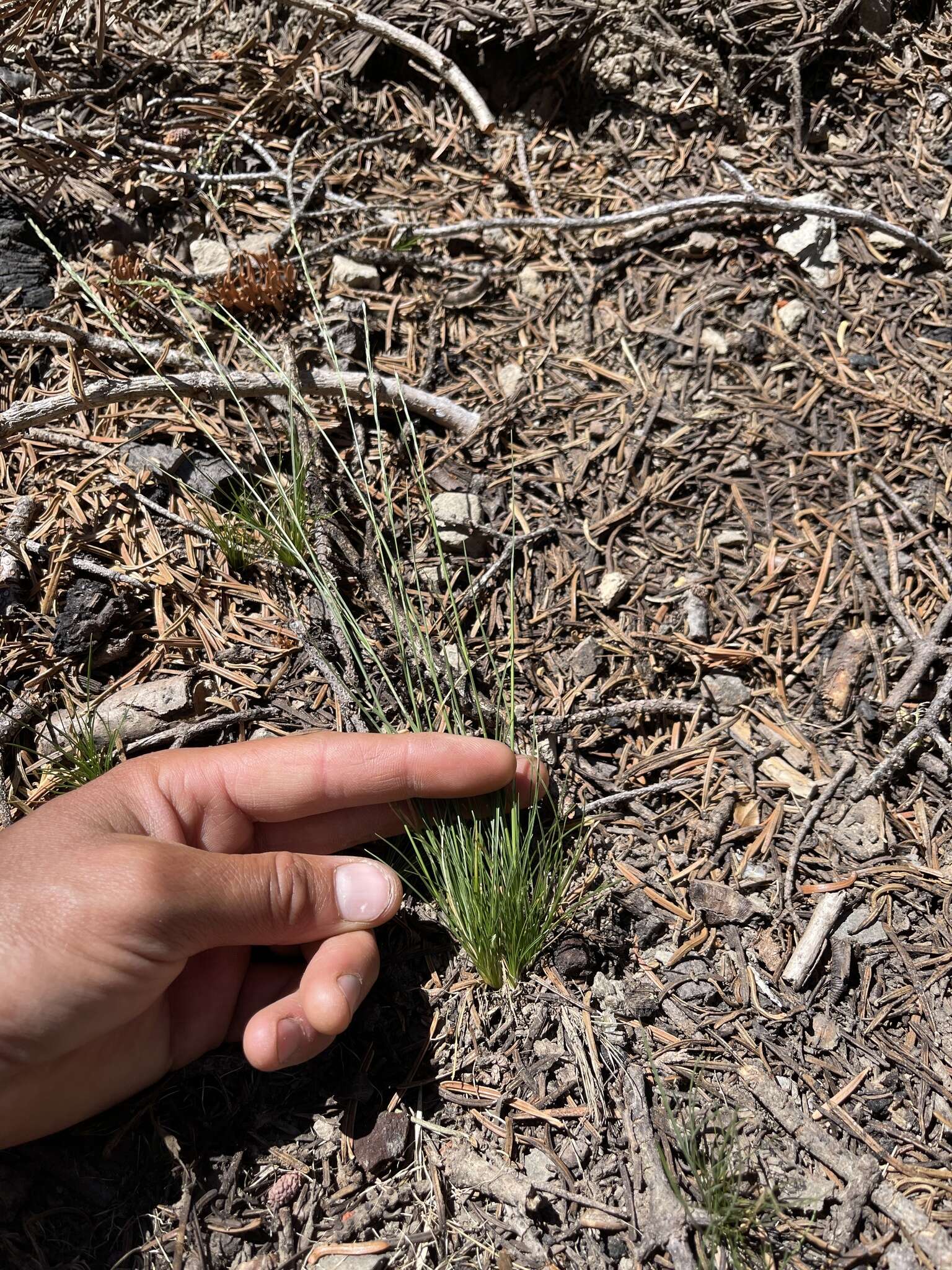 Imagem de Deschampsia elongata (Hook.) Munro