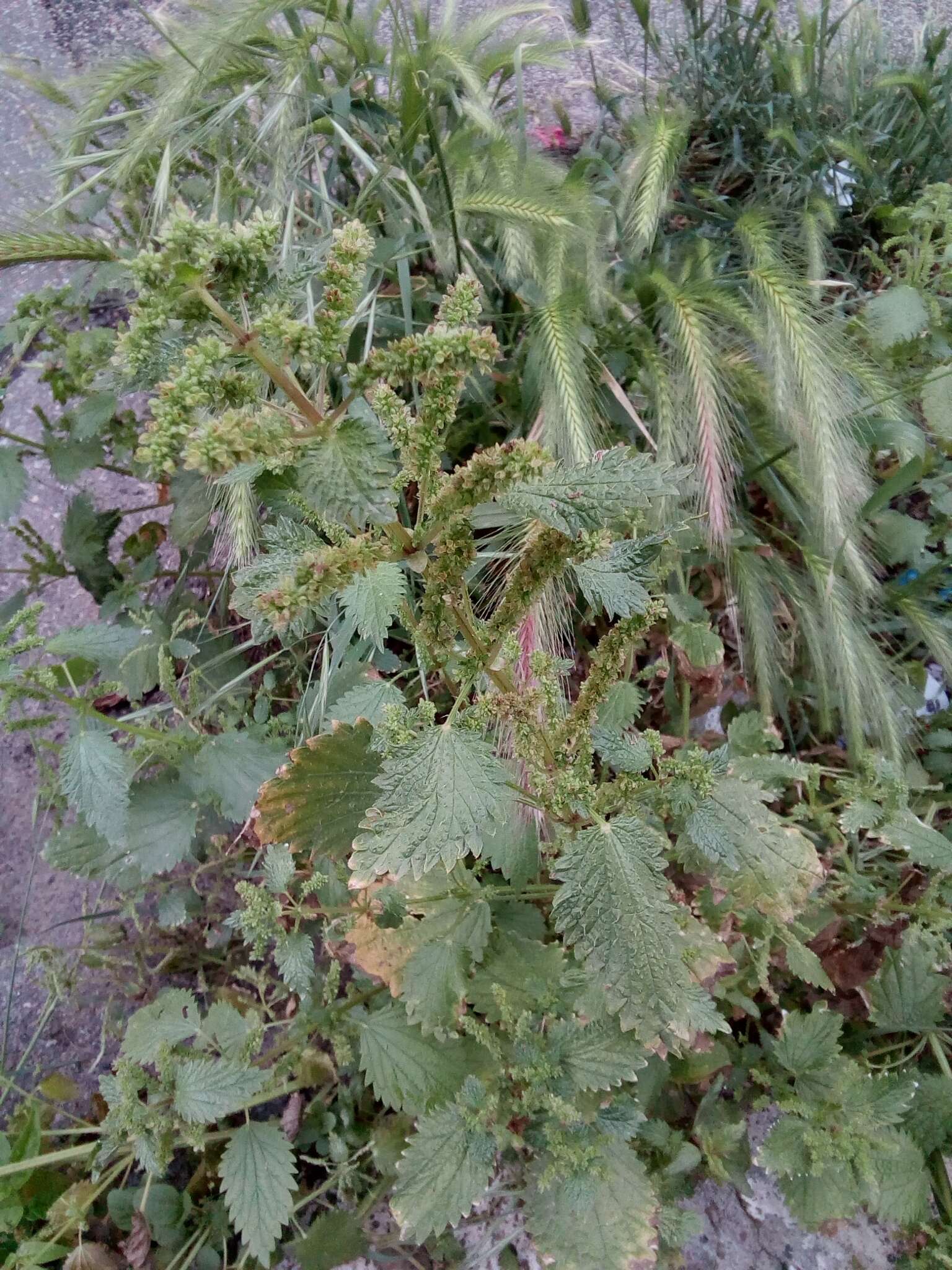 Image of Urtica membranacea Poir.