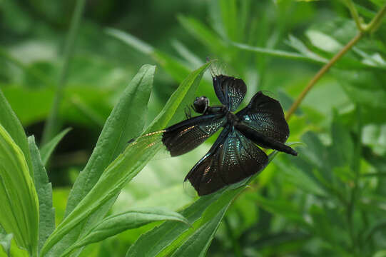 Image of Butterfly Dragonfly