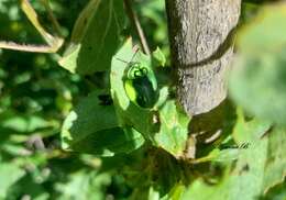 Plancia ëd Physonota calcarata (Boheman 1854)