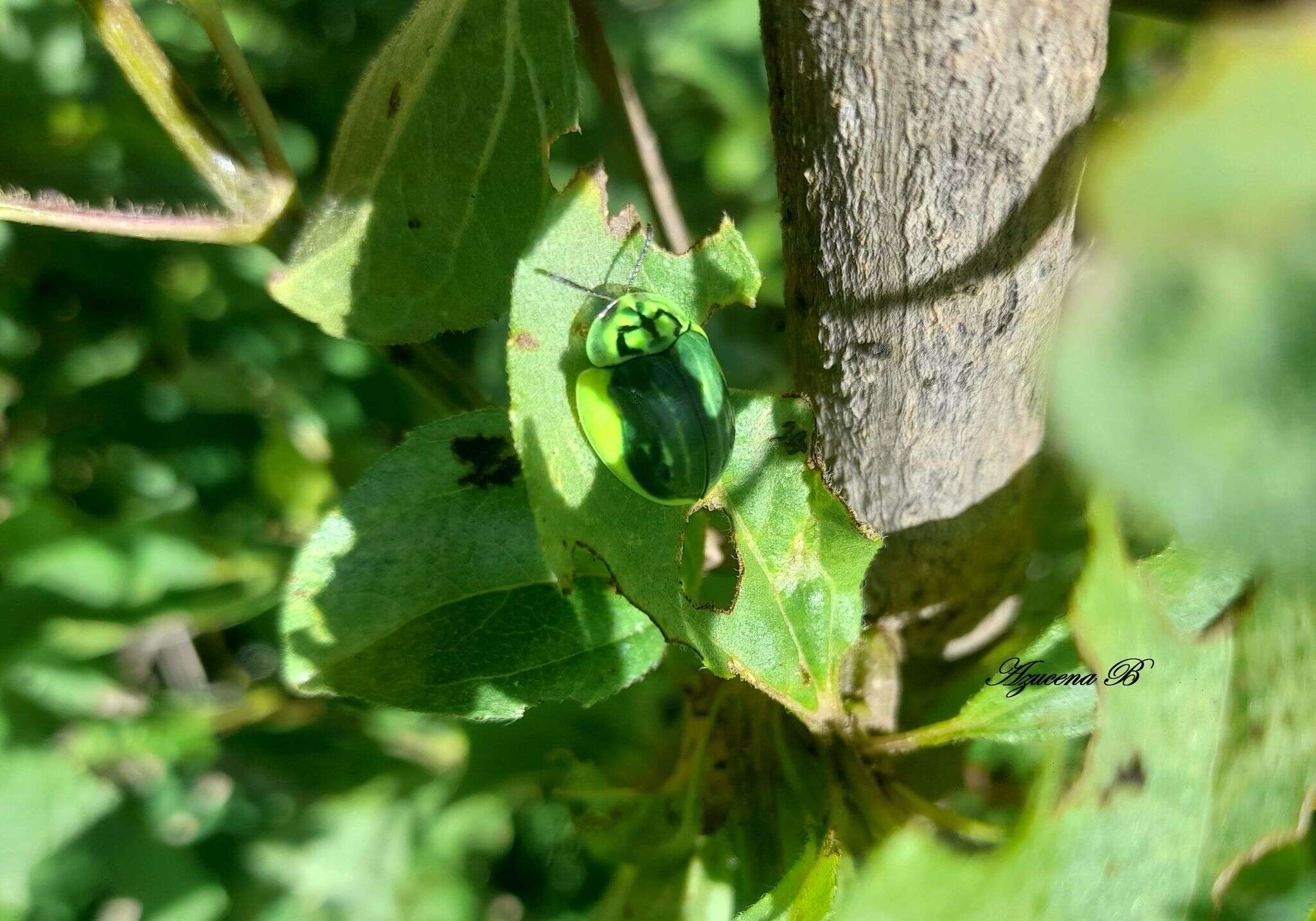 Слика од Physonota calcarata (Boheman 1854)