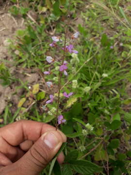 Imagem de Desmodium incanum DC.