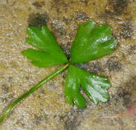 Image of Ranunculus amphitrichus Colenso