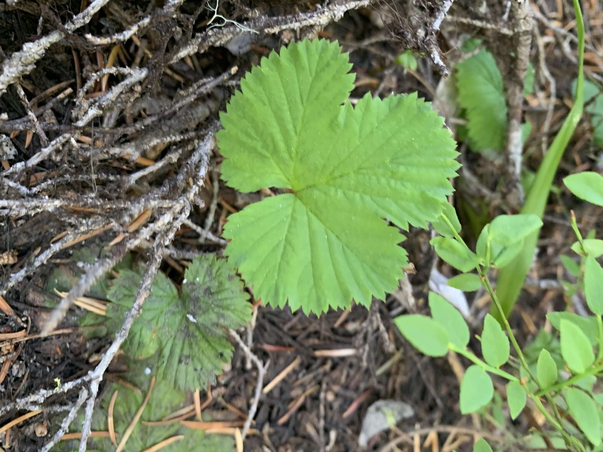 Sivun Rubus lasiococcus A. Gray kuva