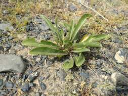 Imagem de Brassica elongata subsp. integrifolia (Boiss.) Breistr.