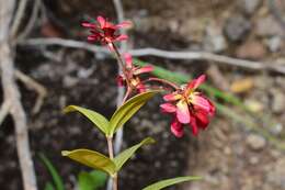 صورة Tetrapterys buxifolia Cav.