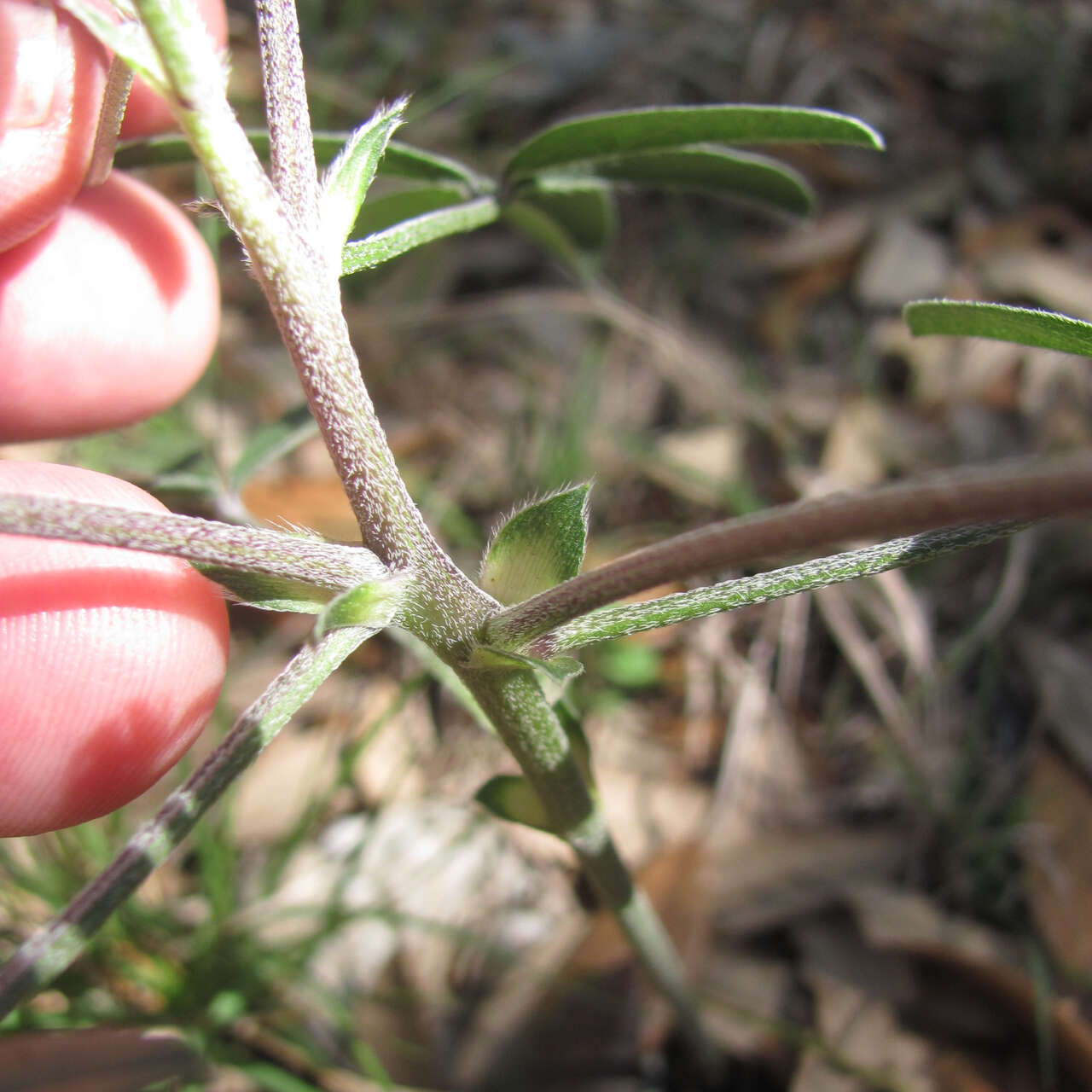 Imagem de Psoralea latestipulata var. appressa Ockendon