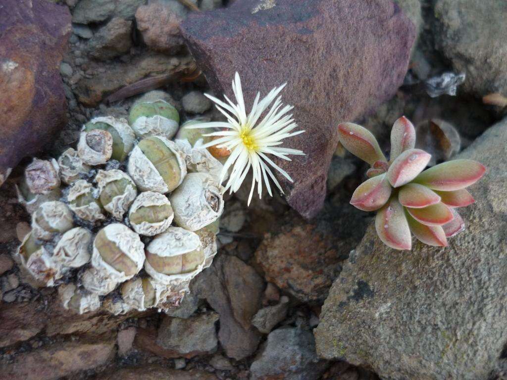 Image of button plants