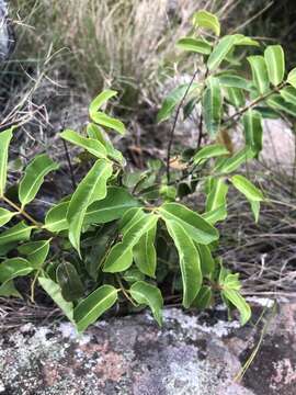 Image of Rubber vine