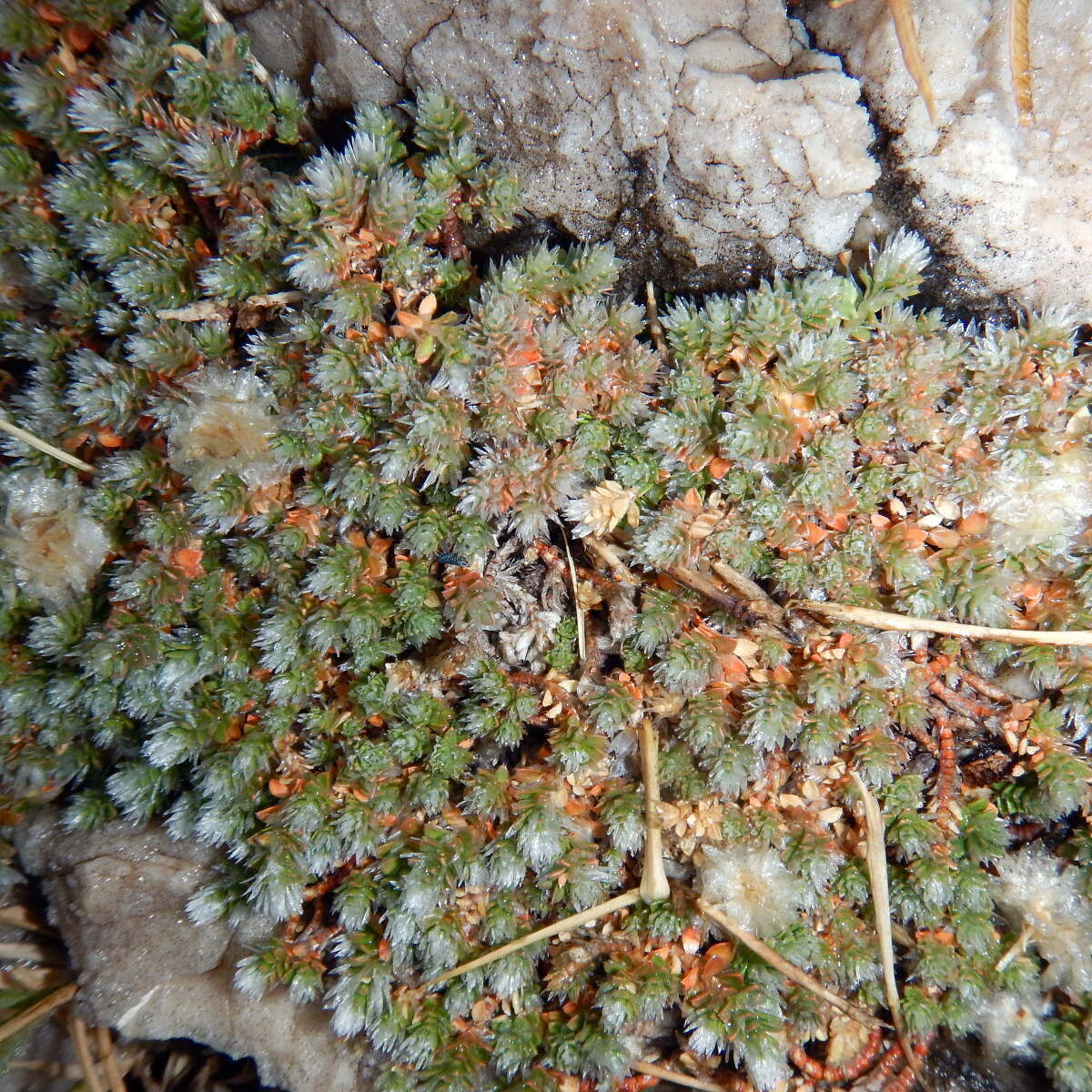 Image of nailwort