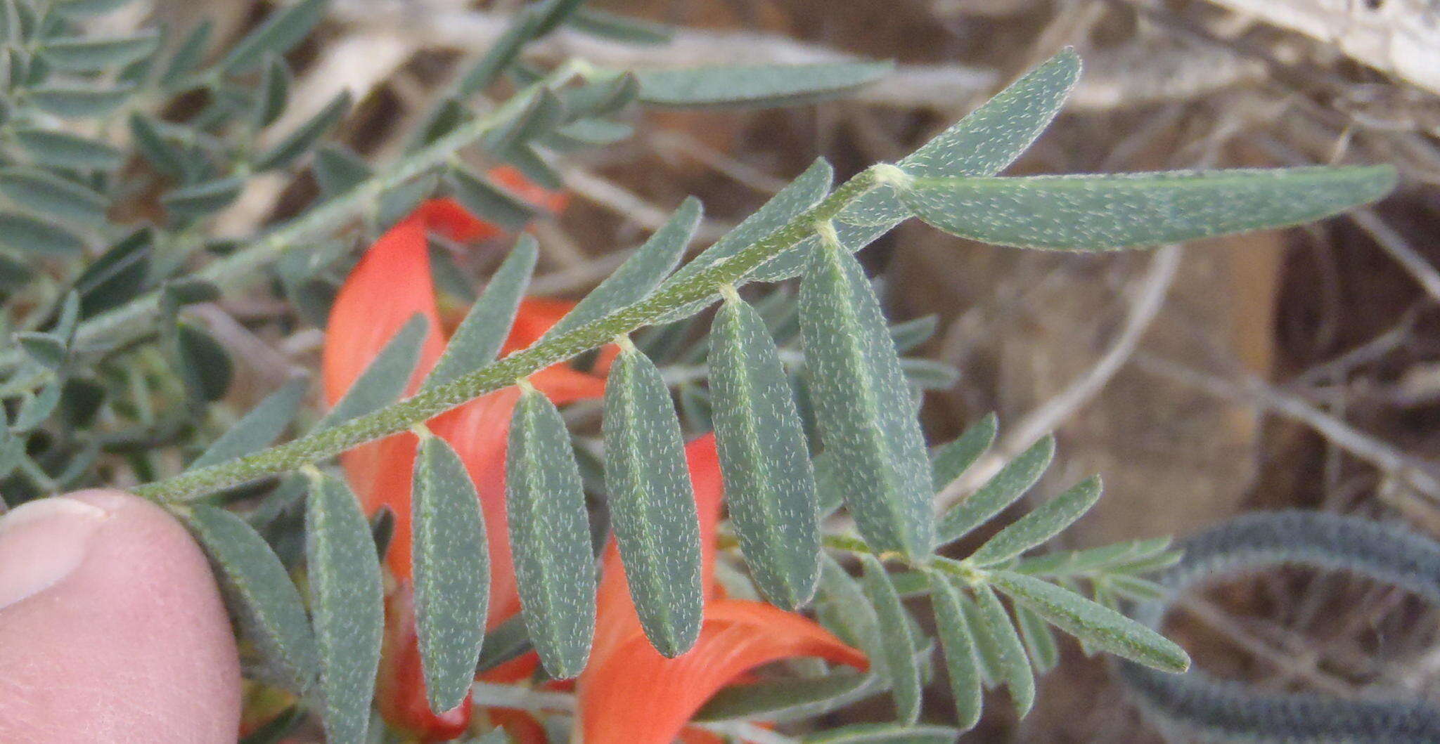 Image de Lessertia frutescens (L.) Goldblatt & J. C. Manning