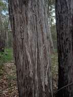 Image of Eucalyptus globoidea Blakely