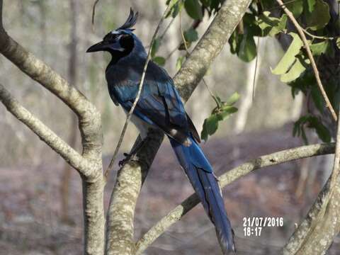 Image of Magpie-jay